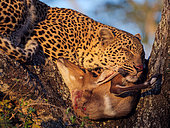 Awesome leopard (Panthera pardus) in a tree with its Bushbuck {Tragelaphus Scriptus} kill.. Mpumalanga. South Africa.