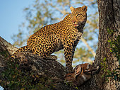 Awesome leopard (Panthera pardus) in a tree with its Bushbuck (Tragelaphus Scriptus) kill, Mpumalanga. South Africa.