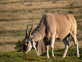 Common eland (Taurotragus oryx), also known as the southern eland or eland antelope. Eastern Cape. South Africa