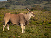 Common eland (Taurotragus oryx), also known as the southern eland or eland antelope. Eastern Cape. South Africa