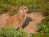 Yellow mongoose (Cynictis penicillata), or red meerkat or mierkat. Eastern Cape. South Africa