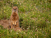 Yellow mongoose (Cynictis penicillata), or red meerkat or mierkat. Eastern Cape. South Africa