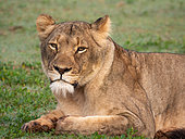 Lion (Panthera leo) female (lioness). Eastern Cape. South Africa