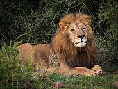 Lion (Panthera leo). Eastern Cape. South Africa