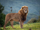 Lion (Panthera leo). Eastern Cape. South Africa