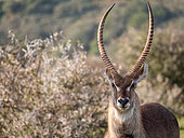 Waterbuck (Kobus ellipsiprymnus) male. Eastern Cape. South Africa