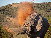 African bush elephant (Loxodonta africana), or African savanna elephant taking a dust bath. Eastern Cape. South Africa