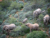 African bush elephant (Loxodonta africana), or African savanna elephant. Eastern Cape. South Africa