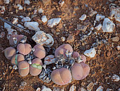 Baby bums or bababoutjies (Gibbaeum heathii). Karoo, Western Cape, South Africa