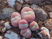 Baby bums or bababoutjies (Gibbaeum heathii). Karoo, Western Cape, South Africa