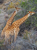 South African giraffe or Cape giraffe (Giraffa camelopardalis giraffa) browsing (feeding). Karoo, Western Cape, South Africa.