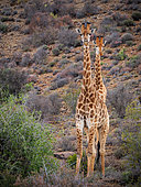 South African giraffe or Cape giraffe (Giraffa camelopardalis giraffa). Karoo, Western Cape, South Africa.