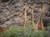 South African giraffe or Cape giraffe (Giraffa camelopardalis giraffa). Karoo, Western Cape, South Africa.