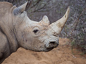 White rhinoceros or square-lipped rhinoceros (Ceratotherium simum). Karoo, Western Cape, South Africa