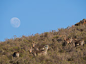 Cape mountain zebra (Equus zebra zebra) herd with the moon in the backgrounnd. Karoo, Western Cape, South Africa