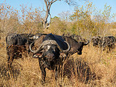 African buffalo or Cape buffalo (Syncerus caffer) herd in the veld. Mpumalanga. South Africa.