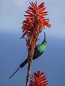 Malachite sunbird (Nectarinia famosa) feeding on nectar on a Krantz aloe (Aloe arborescens) Cape Point. Cape Town. Western Cape. South Africa