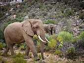 African bush elephant or African savanna elephant (Loxodonta africana). Sanbona Wildlife Reserve, Karoo, Western Cape. South Africa