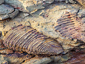 Trilobite fossil. Karoo, Western Cape, South Africa