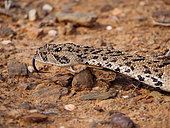 Puff adder (Bitis arietans). Karoo, Western Cape, South Africa