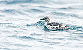 Black Guillemot (Cepphus grylle) on the water in internuptial plumage in the Shetland Islands