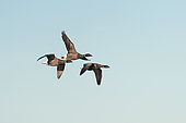 Brent Goose (Branta bernicla) adults in flight in the Côtes d'Armor, Brittany, France