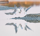 Common Terns (Sterna hirundo) fighting at sunrise on the Noirmoutier colony, Pays de la Loire, France