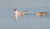 Black-headed Gull (Chroicocephalus ridibundus) Mother and chick asking for food in the water, France