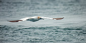 Northern Gannet (Morus bassanus) flying over the sea in the 7 islands archipelago, Brittany, France