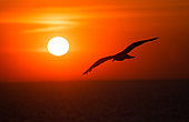 Herring Gull (Larus argentatus ) in flight at sunrise, Brittany, France