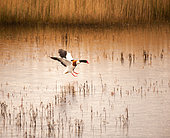Commonb Shelduck (Tadorna tadorna) male in bridal plumage settling in a marsh, Brittany, France