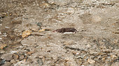 Eurasian water shrew (Neomys fodiens) swimming in an alpine stream, France