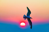 Herring Gull (Larus argentatus ) flying at sunrise over the Cape Fréhel colony, Brittany, France