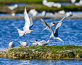 Common Terns (Sterna hirundo) fighting on the Noirmoutier colony, Pays de la Loire, France