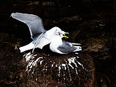 Black-legged Kittiwake (Rissa tridactyla) couple screaming at their nest, Cap Fréhel, Brittany