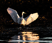 Little Egret (Egretta garzetta) landing on rocks at low tide in the evening to fish for crabs, Brittany, France