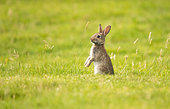 Wild rabbit (Oryctolagus cuniculus), young individual in a meadow in Brittany, France