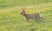 Wild rabbit (Oryctolagus cuniculus), young individual in a meadow in Brittany, France