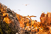Northern Gannet (Morus bassanus) flying at dawn in the colony of the 7 islands, Brittany, France