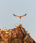 Northern Gannet (Morus bassanus) landing at dawn in the colony of the 7 islands, Brittany, France