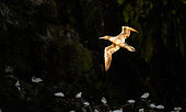 Northern Gannet (Morus bassanus) flying at dawn from the colony of the 7 islands, Brittany, France