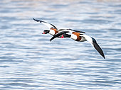 Common Shelduck (Tadorna tadorna), couple flying in the marshes of Morbihan, Brittany, France