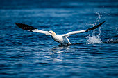 Northern Gannet (Morus bassanus), taking off from the surface of the water in the archipelago of the 7 islands, Brittany, France