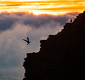 Herring Gull (Larus argentatus ) landing at sunrise in the clouds, Brittany, France