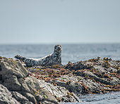 Grey seal (Halichoerus grypus), seal pup on rock, 7 Islands Archipelago, Brittany, France