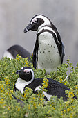 African Penguin (Spheniscus demersus), two adults at their breeding site, Western Cape, South Africa