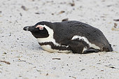 African Penguin (Spheniscus demersus), adult lying down on the sand, Western Cape, South Africa