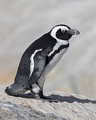 African Penguin (Spheniscus demersus), side view of an adult standing on a rock, Western Cape, South Africa
