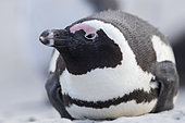 African Penguin (Spheniscus demersus), adult close-up, Western Cape, South Africa