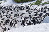 African Penguin (Spheniscus demersus), colony at Boulders Beach, Western Cape, South Africa